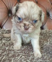 Quality Pug Puppies For Adoption