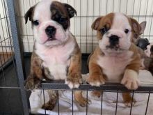 Remarkable English Bulldog puppies for adoption