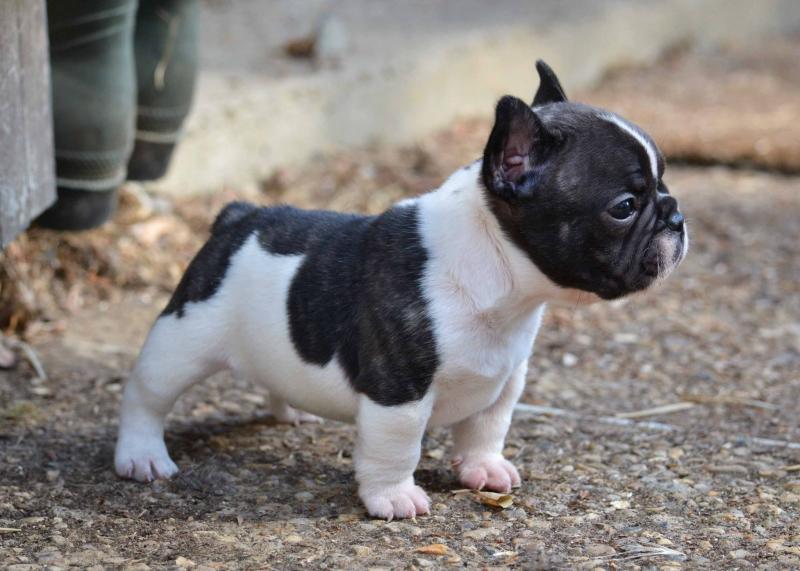 Attractive male and female French bulldog puppies Image eClassifieds4u