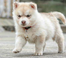 Excellent Siberian Huskies puppies for adoption Image eClassifieds4U