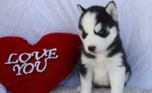 Precious Pomsky puppies available now Image eClassifieds4u 2