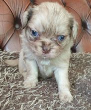 Quality Pug Puppies For Adoption Image eClassifieds4U