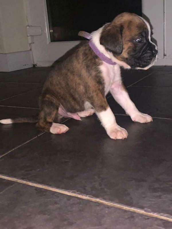 Cute Boxer Puppies Image eClassifieds4u