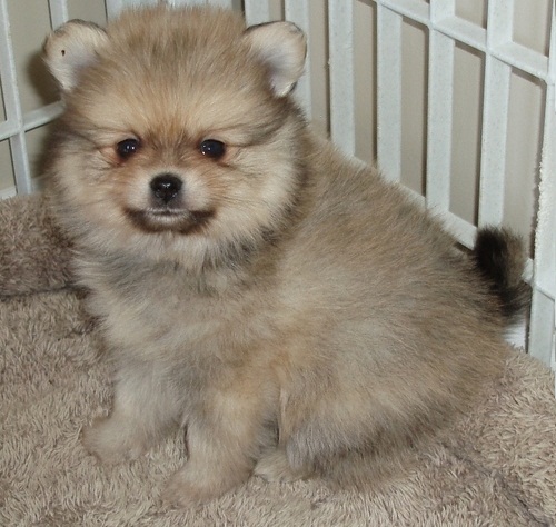 Cute Pomeranian puppies Image eClassifieds4u