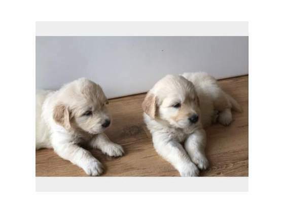 Golden Retriever Field Puppies Image eClassifieds4u