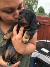 Black And Tan Miniature Dachshund Pups