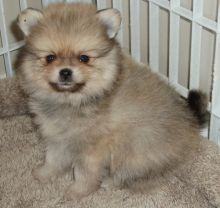 Cute Pomeranian puppies