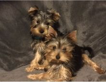 Cute Yorkshire terrier puppies