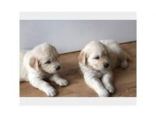 Golden retriever puppies