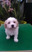 Havanese Puppies