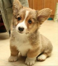 Pembroke Welsh Corgi Puppies