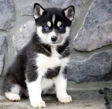 Pomsky Puppies