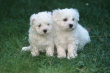 Super Adorable Maltese Puppies