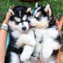 Sweet Siberian Husky Puppies