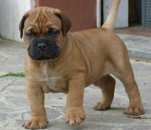 Beautiful Bullmastiff Fawn pups