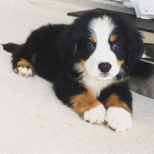 Bernese Mountain puppies
