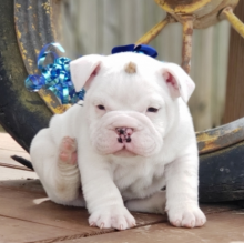 British bulldog puppies