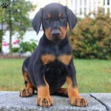 Doberman Pinscher Puppies