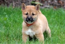Family raised Shiba Inu puppies for adoption