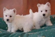 Quality West Highland White Terrier Puppies for sale Text us at (437) 536-6127