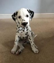 Rare Mini Dalmatian Puppies