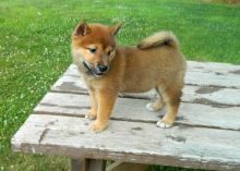 Well trained Shiba Inu puppies available