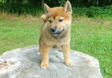 Well trained Shiba Inu puppies available