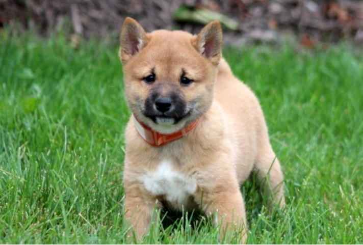 Family raised Shiba Inu puppies for adoption Image eClassifieds4u