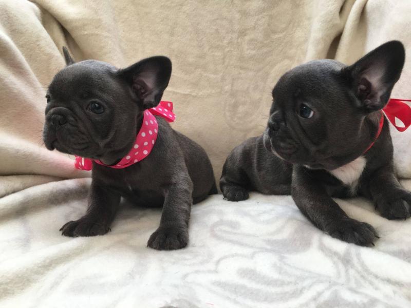 Healthy French Bulldog puppies available for adoption Text or call (437) 536-6127 Image eClassifieds4u