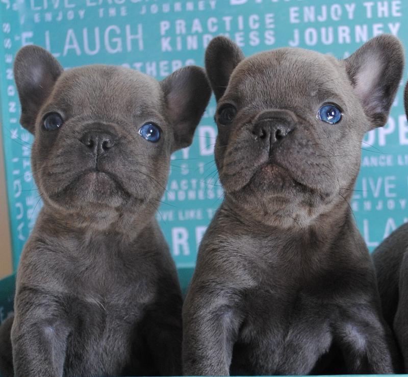 Healthy French Bulldog puppies available for adoption Text us at (437) 536-6127 Image eClassifieds4u
