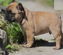 Male and Female french bulldog puppies Image eClassifieds4U