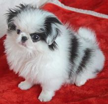 Pedigree Japanese Chin Puppies Image eClassifieds4u 2