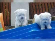 Super Adorable Teacup Maltese Puppies Image eClassifieds4U