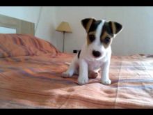 Beautiful Black/White Jack Russel puppies Image eClassifieds4U