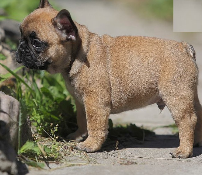 Male and Female french bulldog puppies Image eClassifieds4u