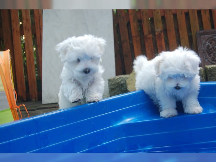 Super Adorable Teacup Maltese Puppies Image eClassifieds4u