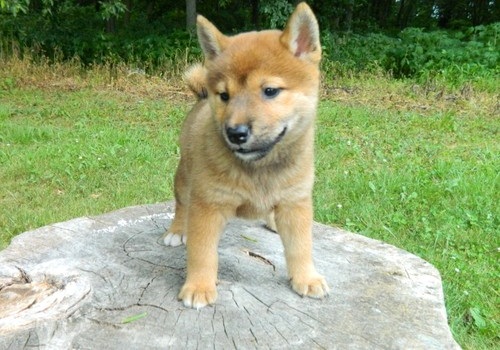 Well trained Shiba Inu puppies available Image eClassifieds4u