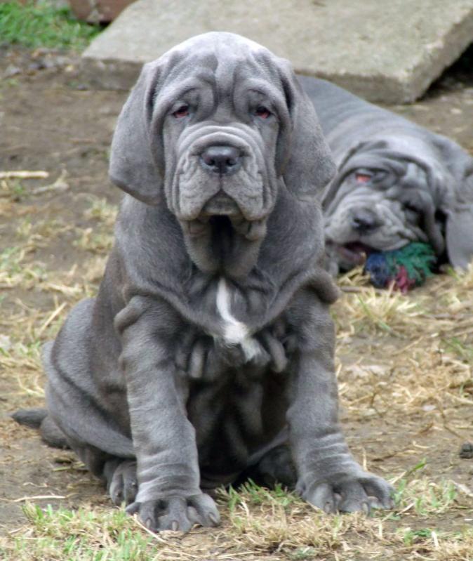 Neapolitan mastiff pups Image eClassifieds4u