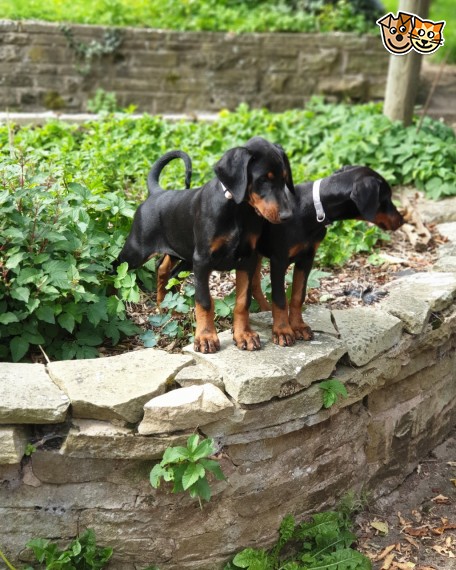 Reg Dobermann Puppies Image eClassifieds4u