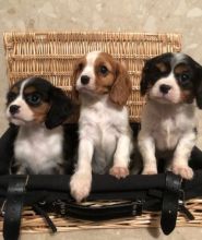 Adorable Cavalier King Charles Spaniel pups