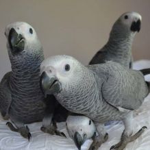 Congo African Grey Parrots for sale ext to (530) 512-0698