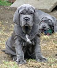 Neapolitan mastiff pups