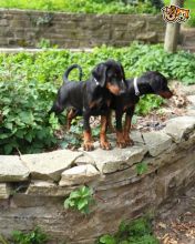 Reg Dobermann Puppies