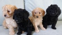 Adorable apoo puppies for adoption