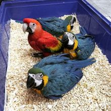 Adorable male and female Scarlet Macaw Parrots for sale Send Text to (530) 512-0698