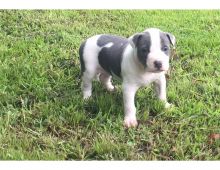 American Pitbull puppies available, vaccinated and very healthy