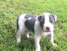 American Pitbull puppies available, vaccinated and very healthy