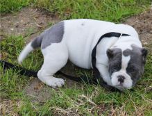 American Pitbull puppies available, vaccinated and very healthy