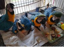 Hand fed and tamed baby Blue and Gold Macaw parrots Parrots for sale Send Text to (530) 512-0698