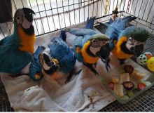 Hand fed and tamed baby Macaws parrots Parrots for sale Send Text to (530) 512-0698
